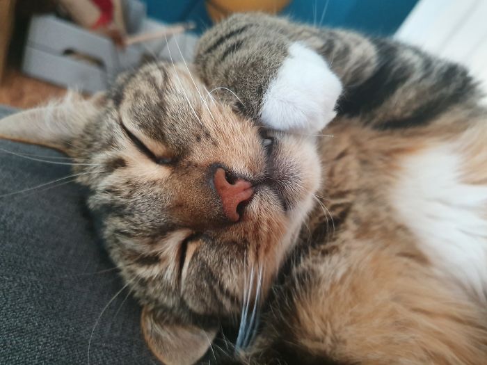 Hey Pandas, Share The Cutest Pic Of Your Cat (Ended)