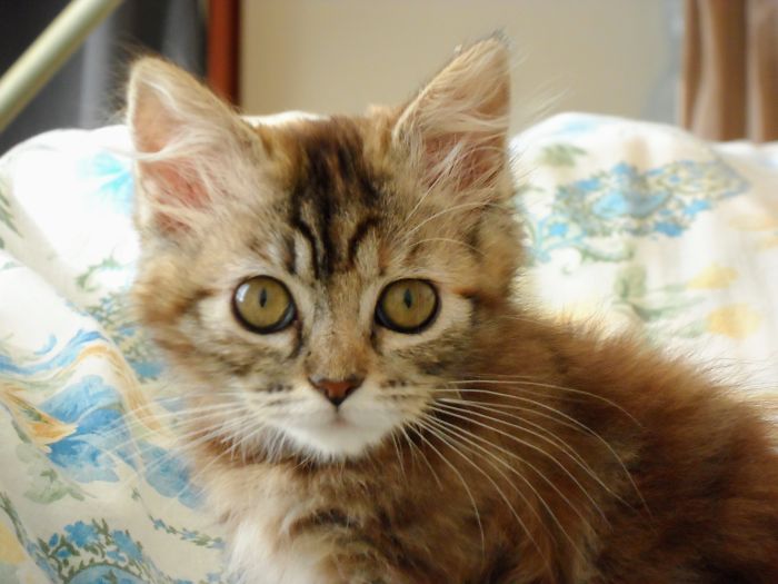 Hey Pandas, Share The Cutest Pic Of Your Cat (Ended)