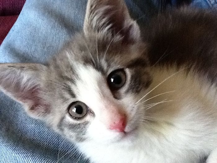 Hey Pandas, Share The Cutest Pic Of Your Cat (Ended)