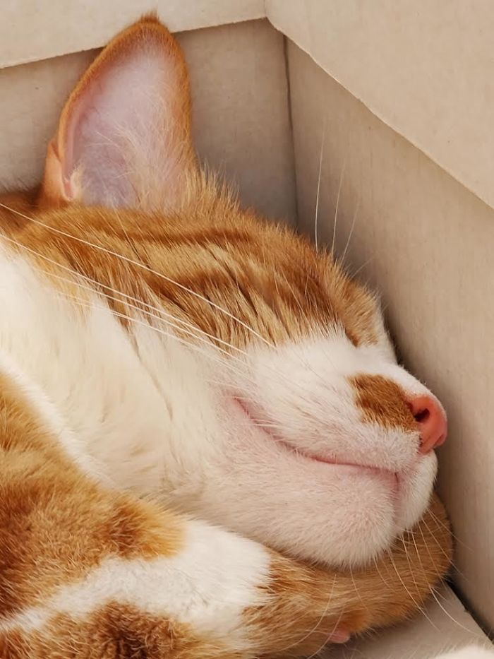 Hey Pandas, Share The Cutest Pic Of Your Cat (Ended)