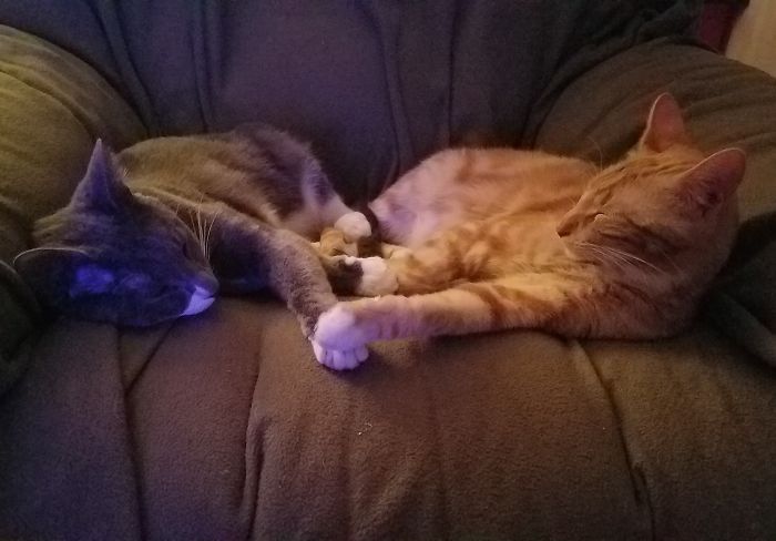 Hey Pandas, Share The Cutest Pic Of Your Cat (Ended)