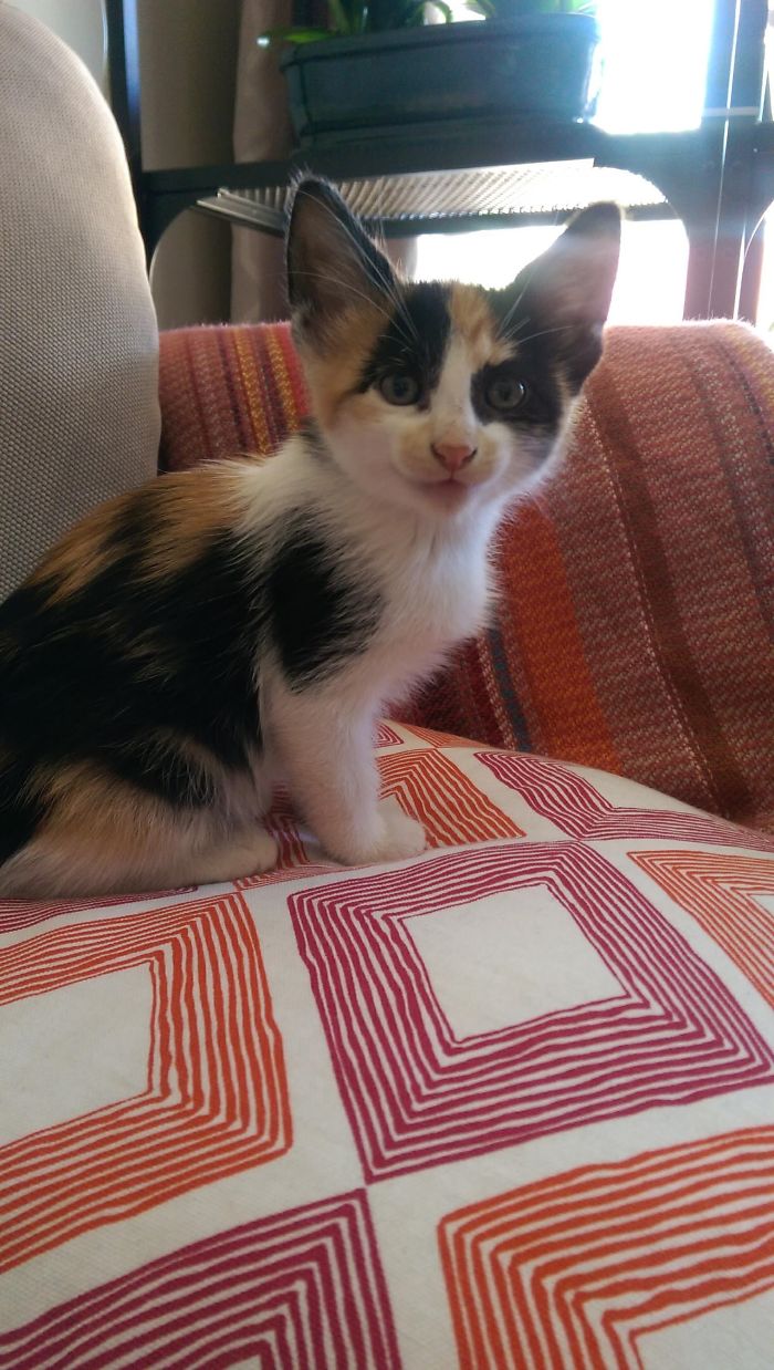 Hey Pandas, Share The Cutest Pic Of Your Cat (Ended)