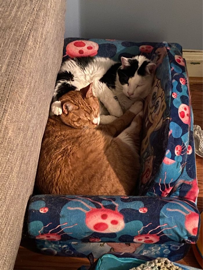 Hey Pandas, Share The Cutest Pic Of Your Cat (Ended)