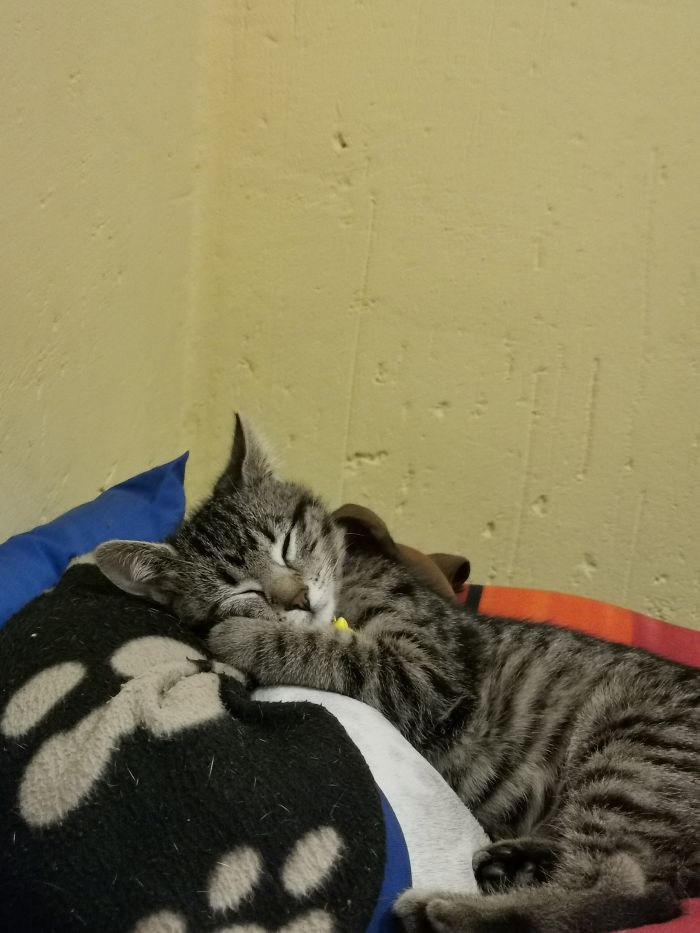 Hey Pandas, Share The Cutest Pic Of Your Cat (Ended)