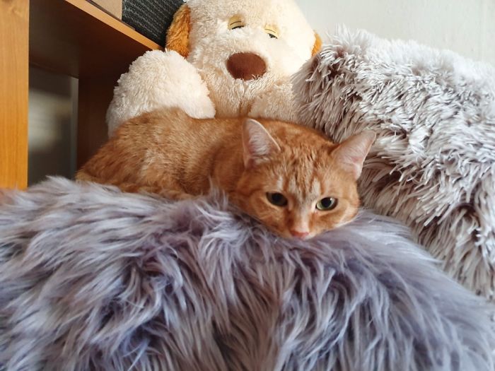 Hey Pandas, Share The Cutest Pic Of Your Cat (Ended)