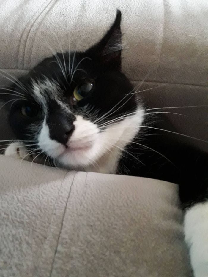 Hey Pandas, Share The Cutest Pic Of Your Cat (Ended)