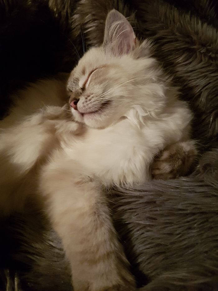 Hey Pandas, Share The Cutest Pic Of Your Cat (Ended)