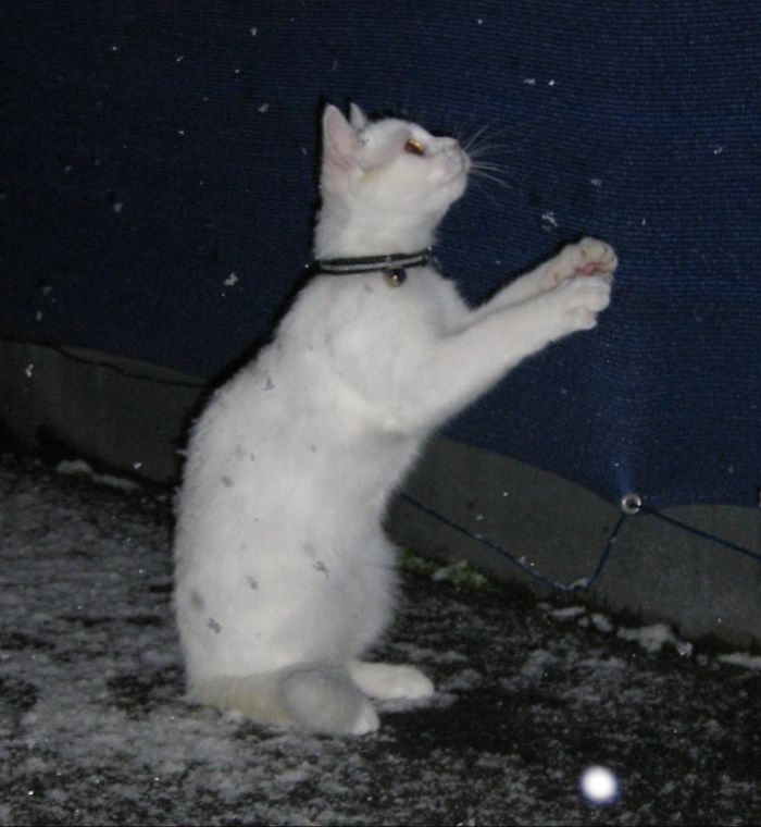 Hey Pandas, Share The Cutest Pic Of Your Cat (Ended)