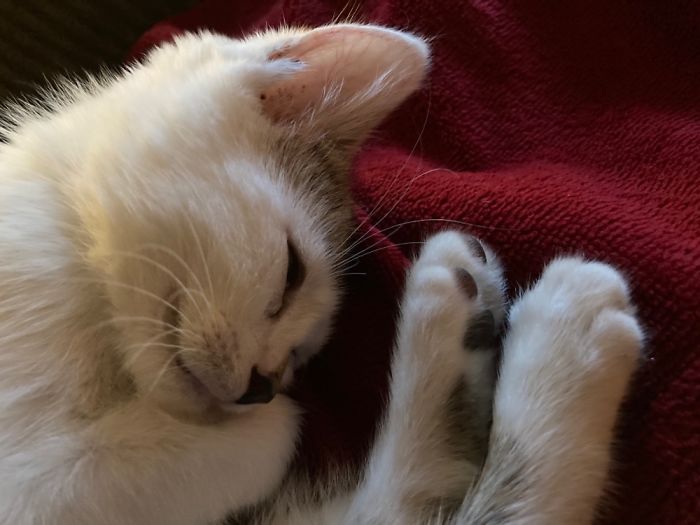 Hey Pandas, Share The Cutest Pic Of Your Cat (Ended)