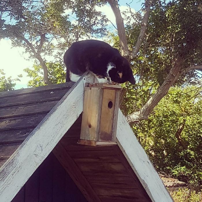 Hey Pandas, Share The Cutest Pic Of Your Cat (Ended)