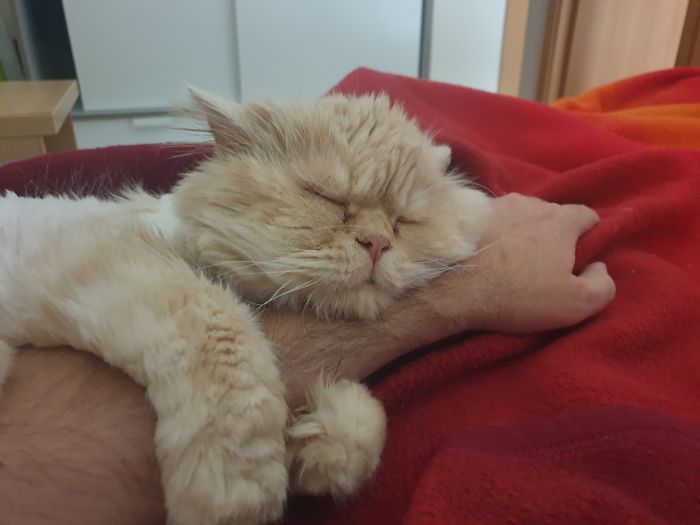 Hey Pandas, Share The Cutest Pic Of Your Cat (Ended)