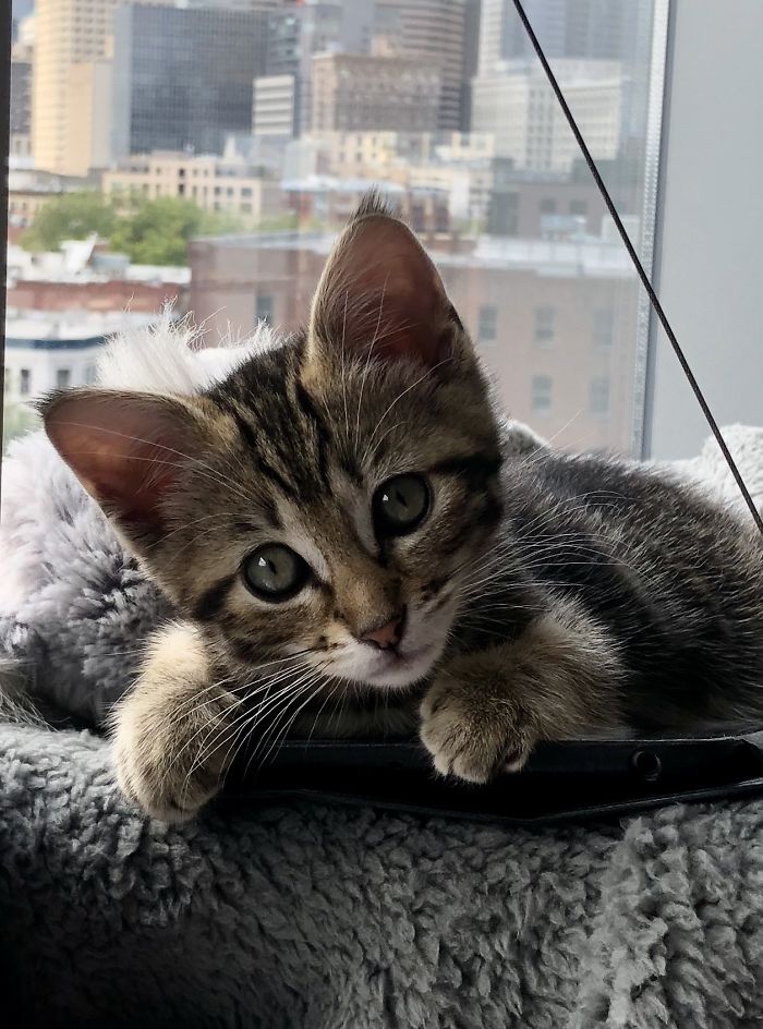 Hey Pandas, Share The Cutest Pic Of Your Cat (Ended)