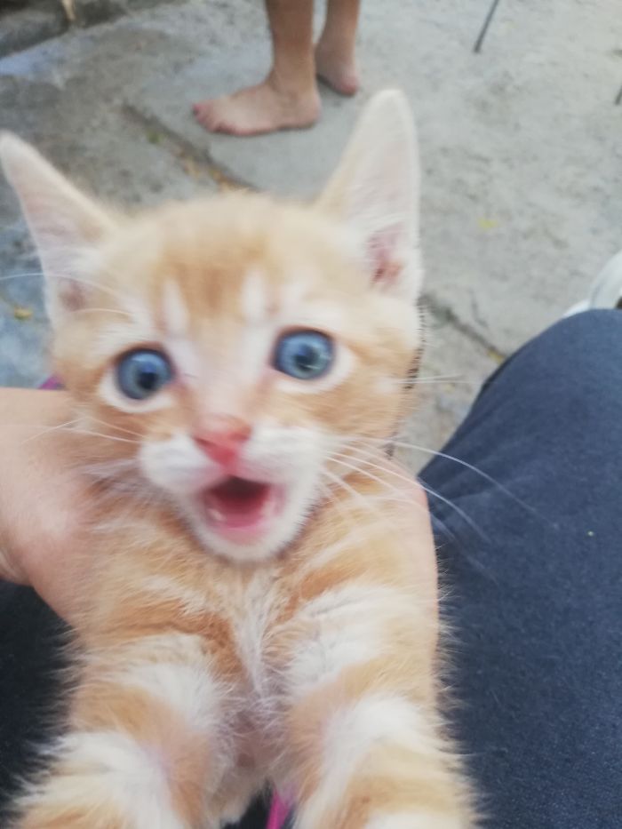 Hey Pandas, Share The Cutest Pic Of Your Cat (Ended)