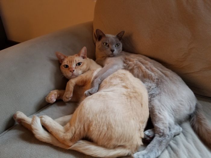 Hey Pandas, Share The Cutest Pic Of Your Cat (Ended)