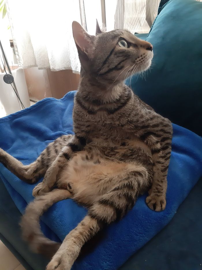 Hey Pandas, Share The Cutest Pic Of Your Cat (Ended)