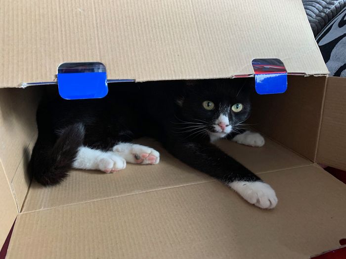 Hey Pandas, Share The Cutest Pic Of Your Cat (Ended)