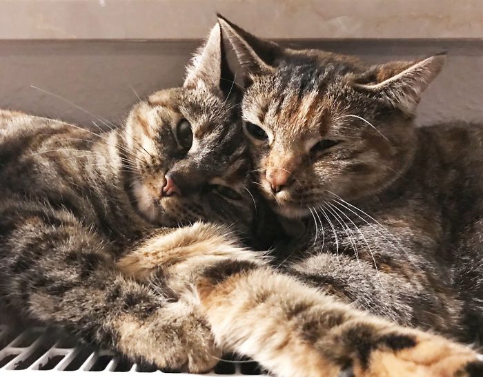 Hey Pandas, Share The Cutest Pic Of Your Cat (Ended)