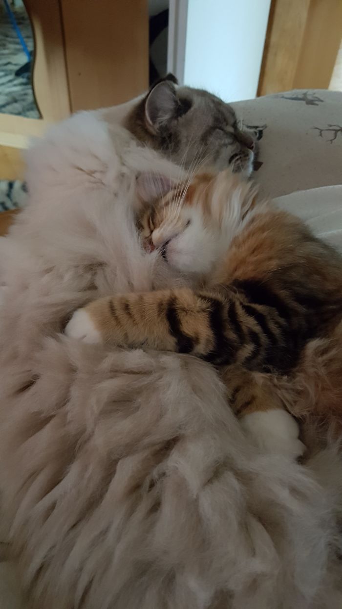 Hey Pandas, Share The Cutest Pic Of Your Cat (Ended)