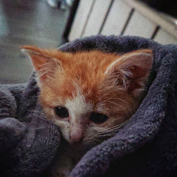 Hey Pandas, Share The Cutest Pic Of Your Cat (Ended)