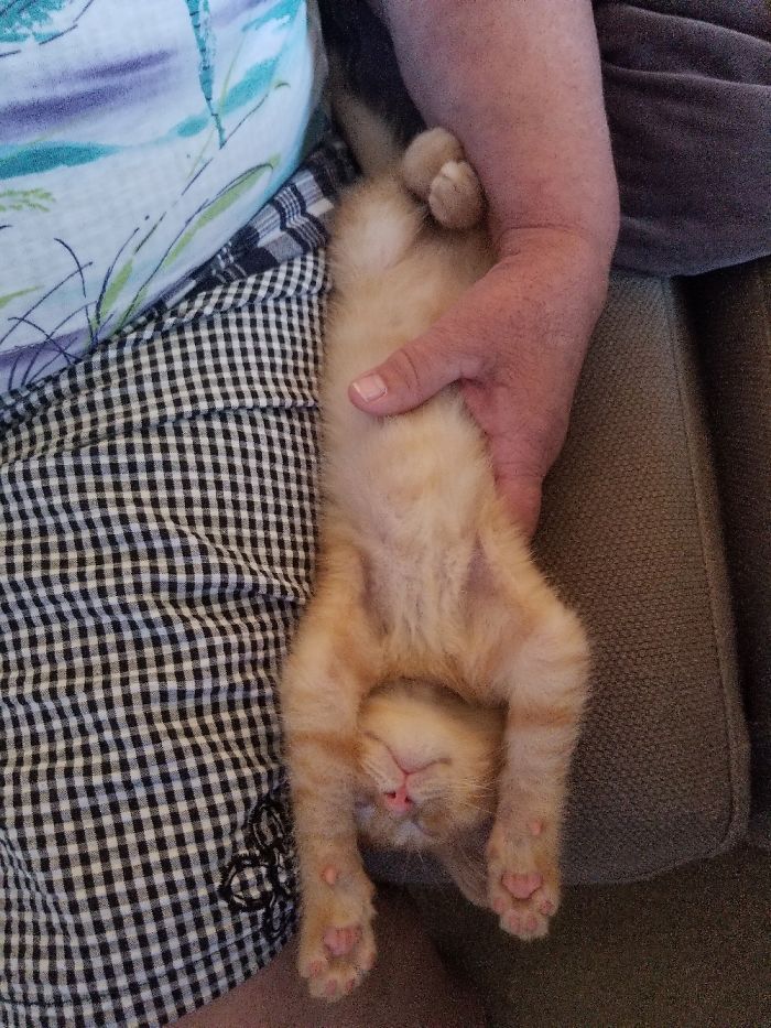 Hey Pandas, Share The Cutest Pic Of Your Cat (Ended)