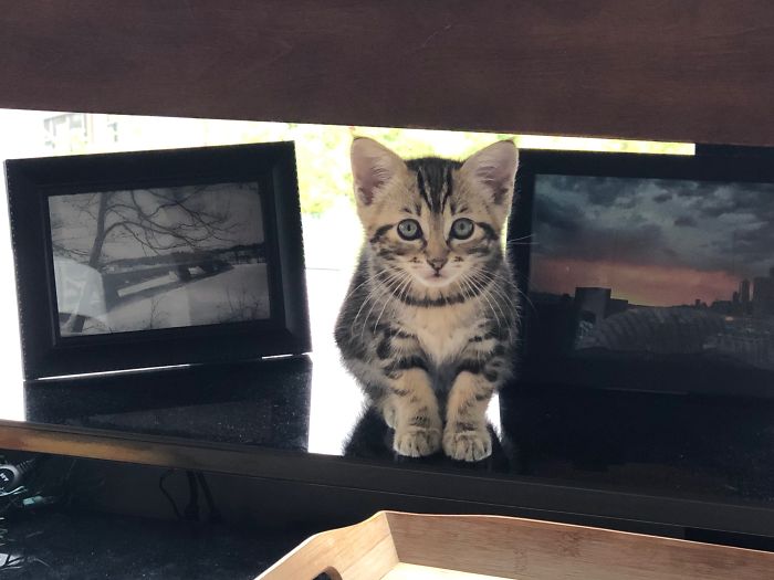 Hey Pandas, Share The Cutest Pic Of Your Cat (Ended)