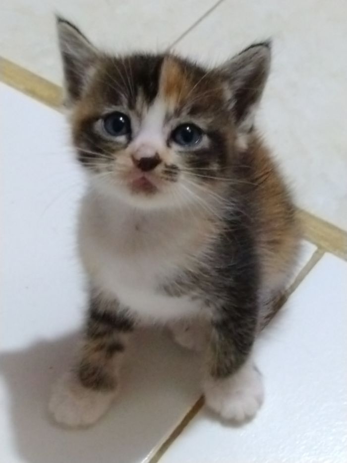 Hey Pandas, Share The Cutest Pic Of Your Cat (Ended)