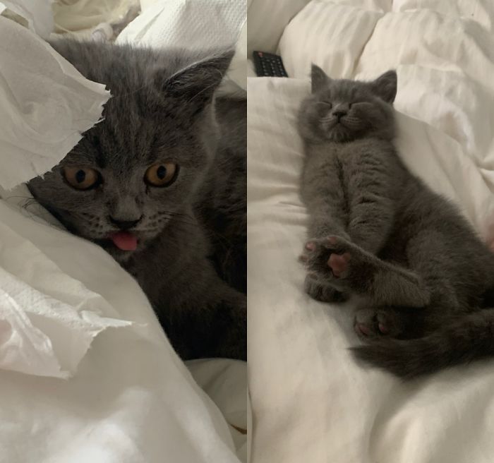 Hey Pandas, Share The Cutest Pic Of Your Cat (Ended)