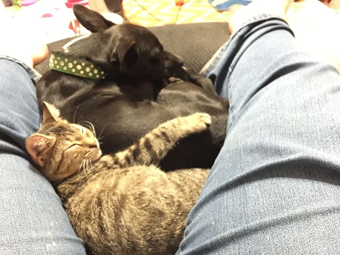 Hey Pandas, Share The Cutest Pic Of Your Cat (Ended)