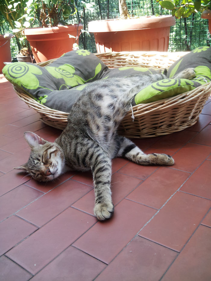 Hey Pandas, Share The Cutest Pic Of Your Cat (Ended)