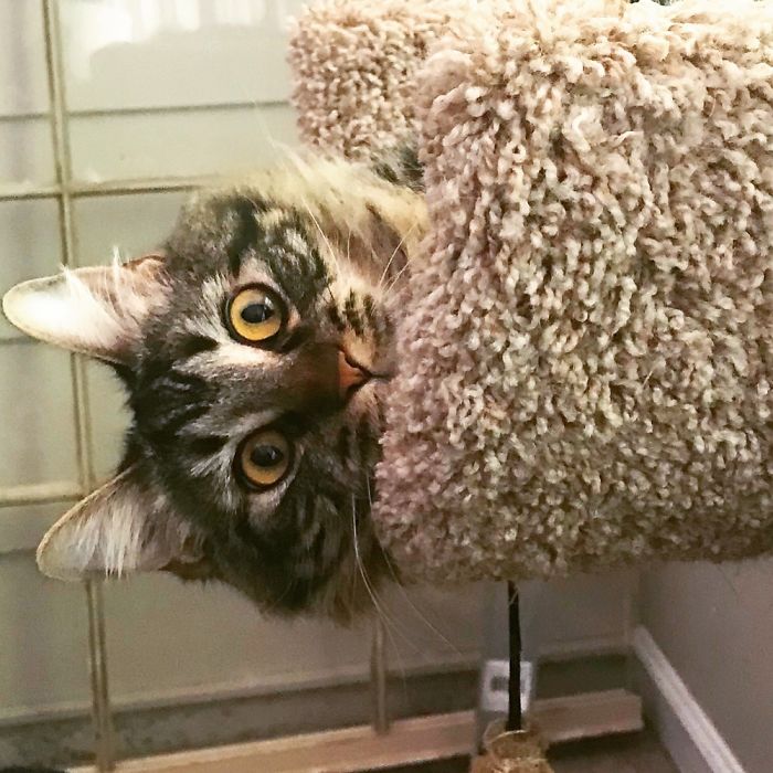 Hey Pandas, Share The Cutest Pic Of Your Cat (Ended)