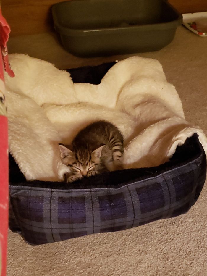 Hey Pandas, Share The Cutest Pic Of Your Cat (Ended)