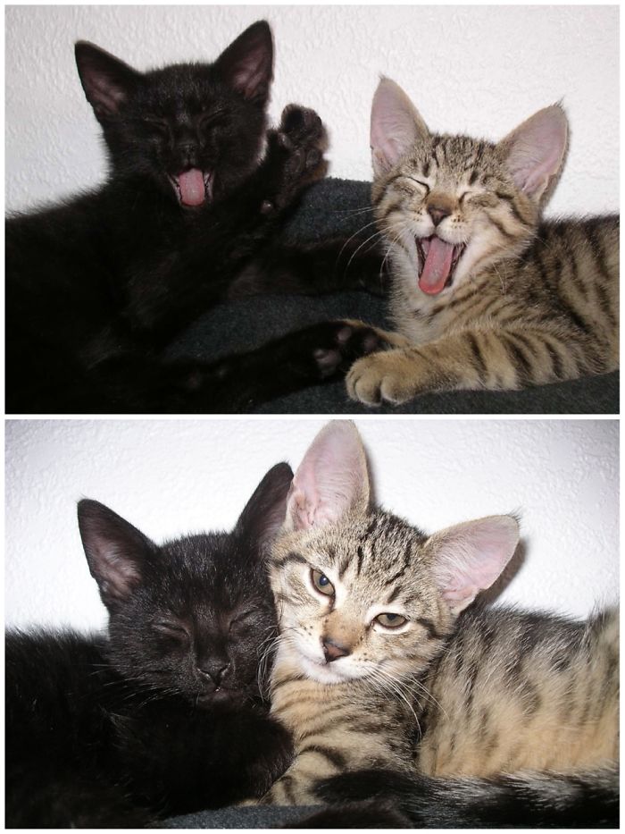 Hey Pandas, Share The Cutest Pic Of Your Cat (Ended)