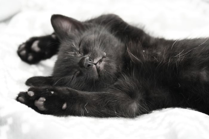 Hey Pandas, Share The Cutest Pic Of Your Cat (Ended)