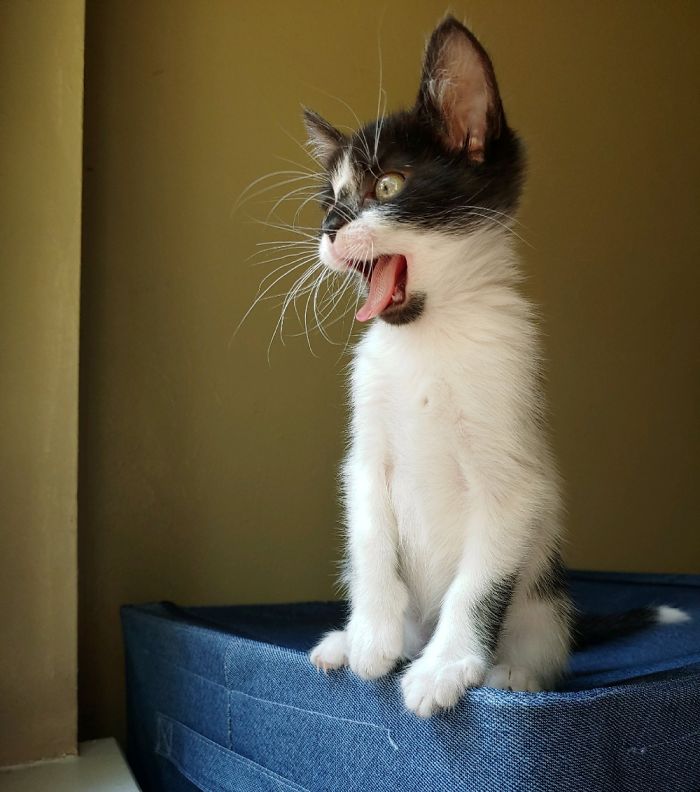 Hey Pandas, Share The Cutest Pic Of Your Cat (Ended)