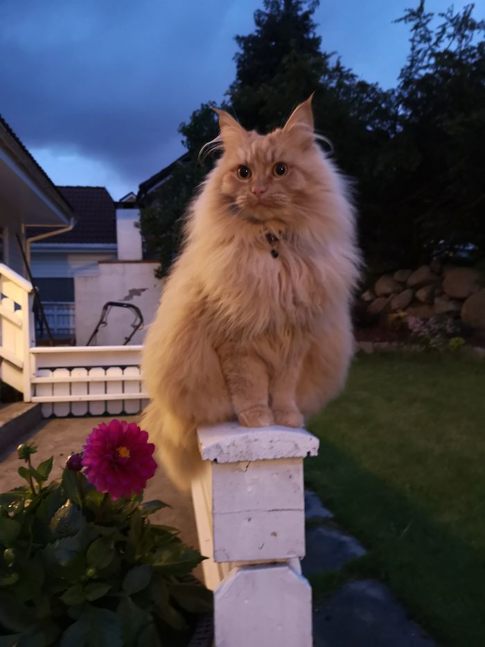 Hey Pandas, Share The Cutest Pic Of Your Cat (Ended)