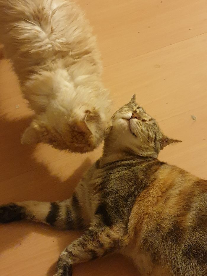 Hey Pandas, Share The Cutest Pic Of Your Cat (Ended)