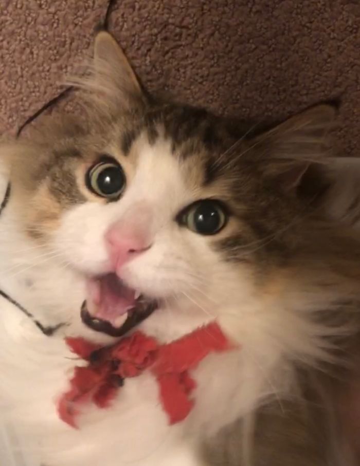 Hey Pandas, Share The Cutest Pic Of Your Cat (Ended)