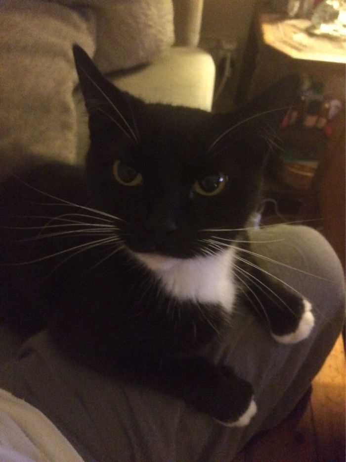 Hey Pandas, Share The Cutest Pic Of Your Cat (Ended)