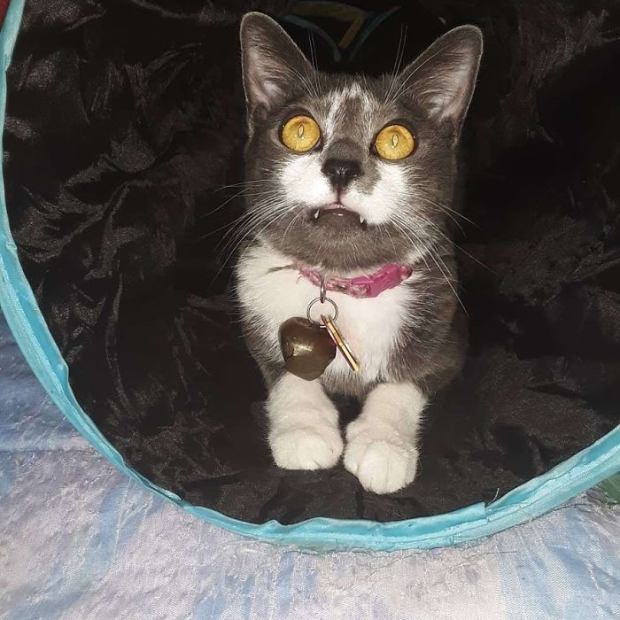 Hey Pandas, Share The Cutest Pic Of Your Cat (Ended)