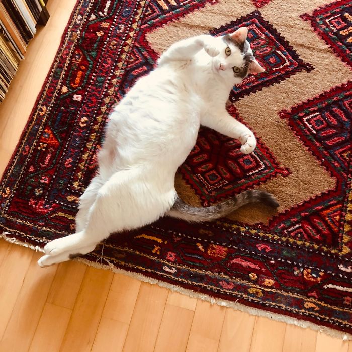 Hey Pandas, Share The Cutest Pic Of Your Cat (Ended)