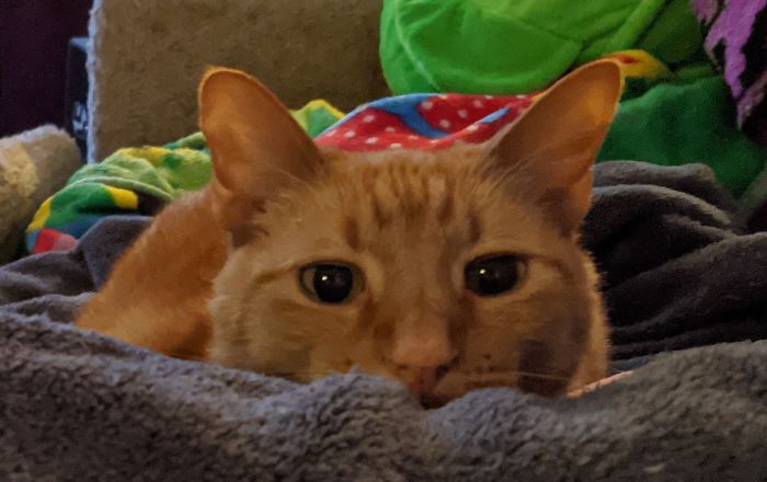 Hey Pandas, Share The Cutest Pic Of Your Cat (Ended)