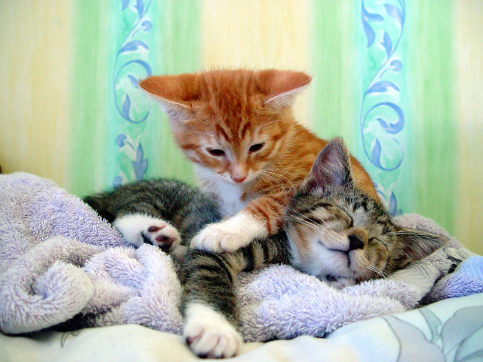 Hey Pandas, Share The Cutest Pic Of Your Cat (Ended)