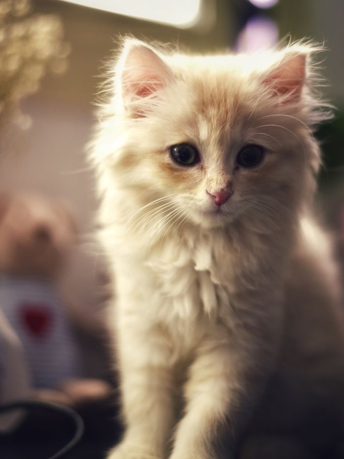 Hey Pandas, Share The Cutest Pic Of Your Cat (Ended)