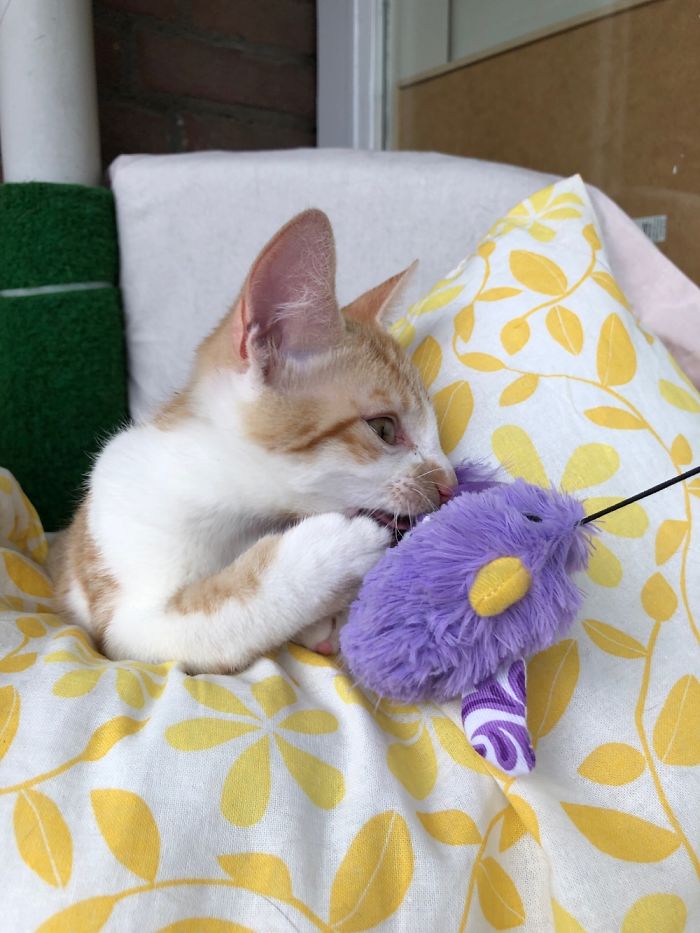 Hey Pandas, Share The Cutest Pic Of Your Cat (Ended)