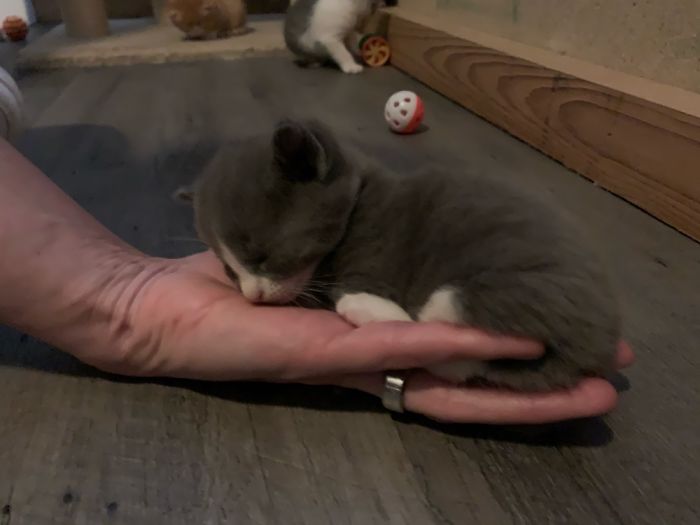 Hey Pandas, Share The Cutest Pic Of Your Cat (Ended)