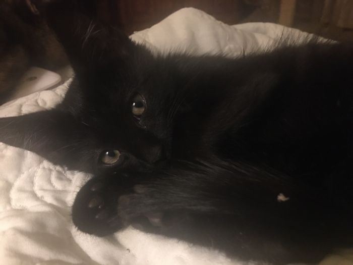 Hey Pandas, Share The Cutest Pic Of Your Cat (Ended)