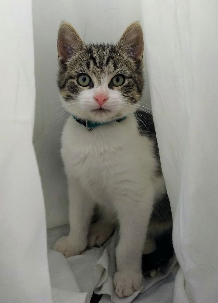 Hey Pandas, Share The Cutest Pic Of Your Cat (Ended)