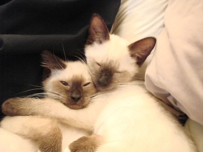 Hey Pandas, Share The Cutest Pic Of Your Cat (Ended)