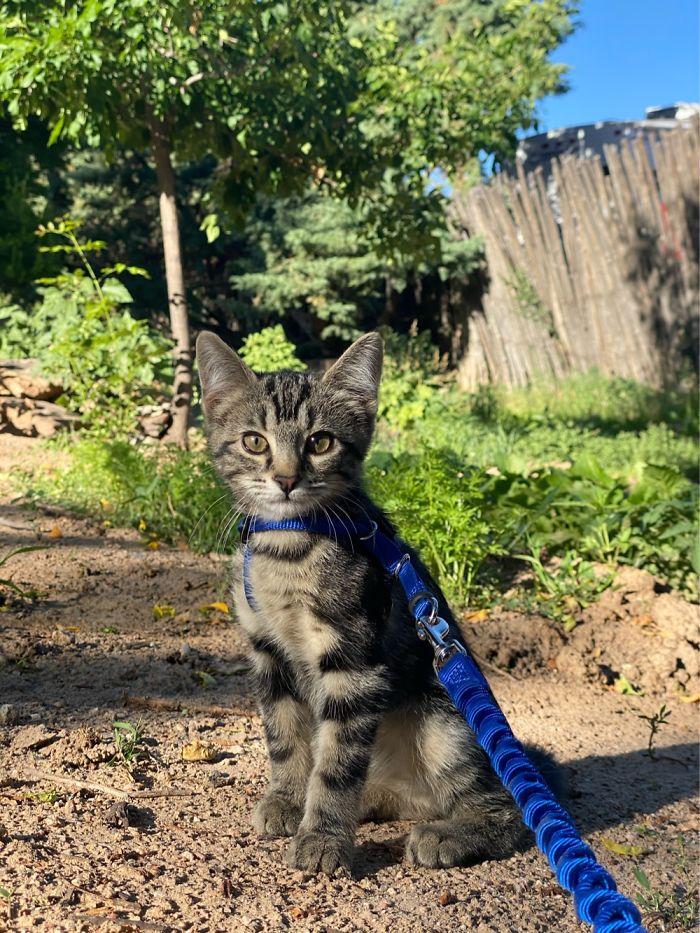 Hey Pandas, Share The Cutest Pic Of Your Cat (Ended)