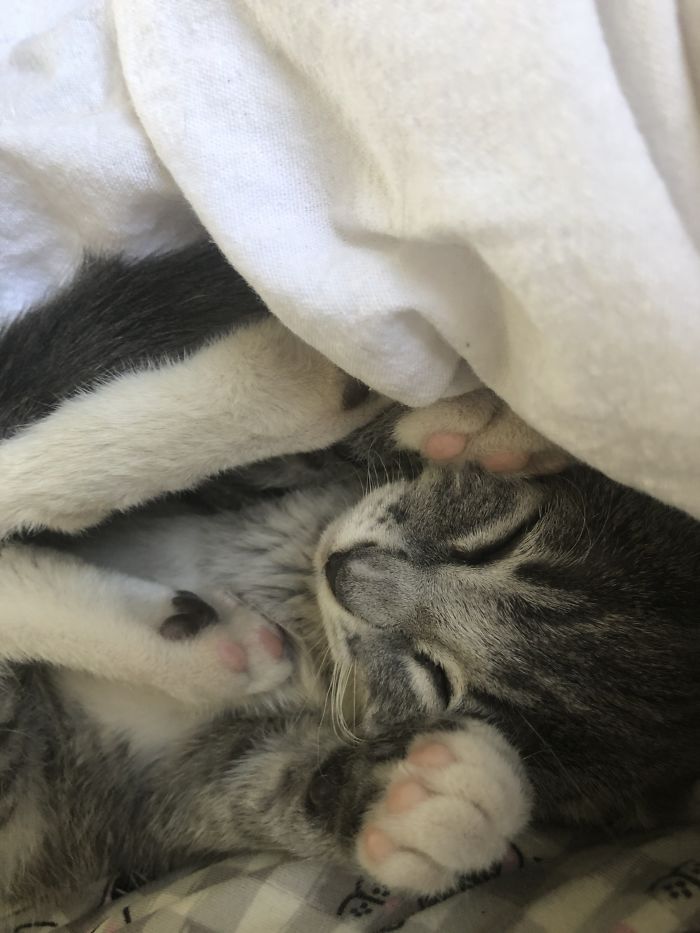 Hey Pandas, Share The Cutest Pic Of Your Cat (Ended)